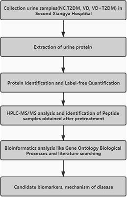 Label-Free Liquid Chromatography–Mass Spectrometry Proteomic Analysis of Urinary Identification in Diabetic Vascular Dementia in a Han Chinese Population